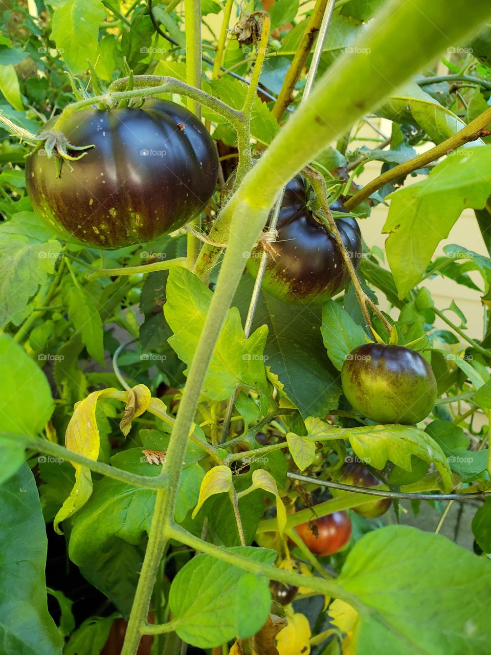 Black beauty tomato