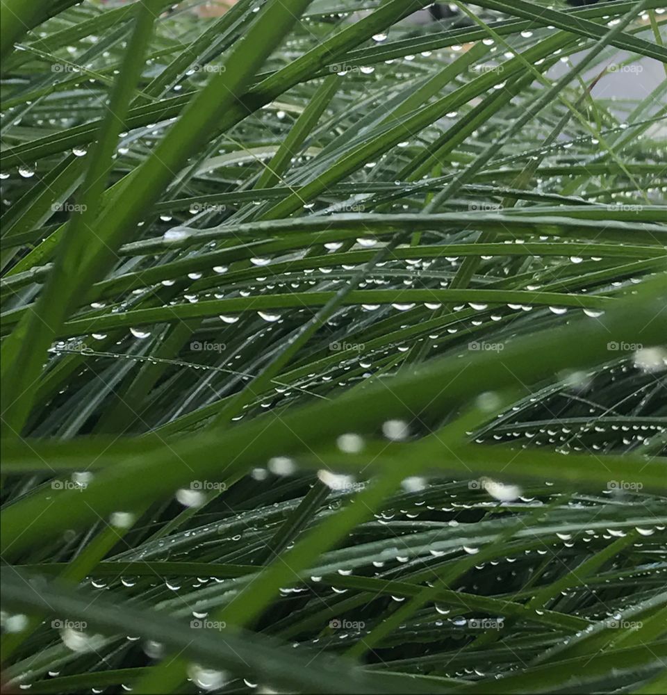 Dew drops