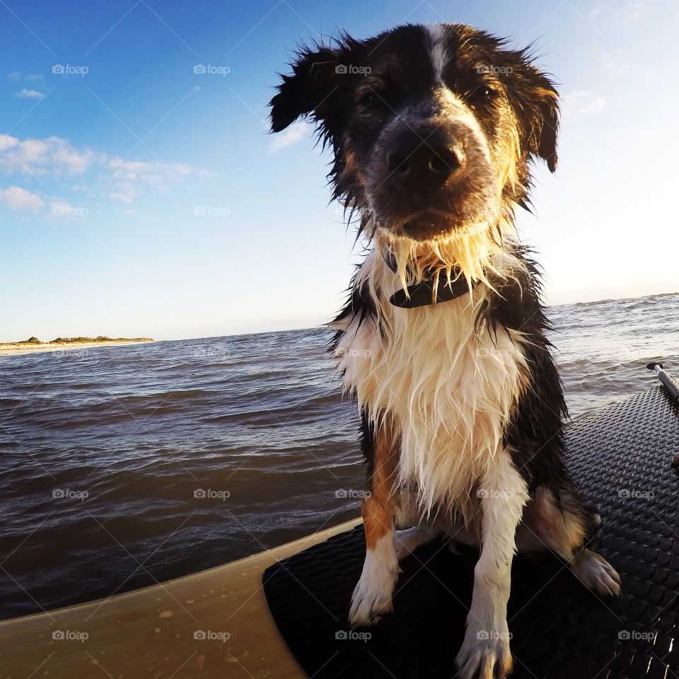 Surfing dog