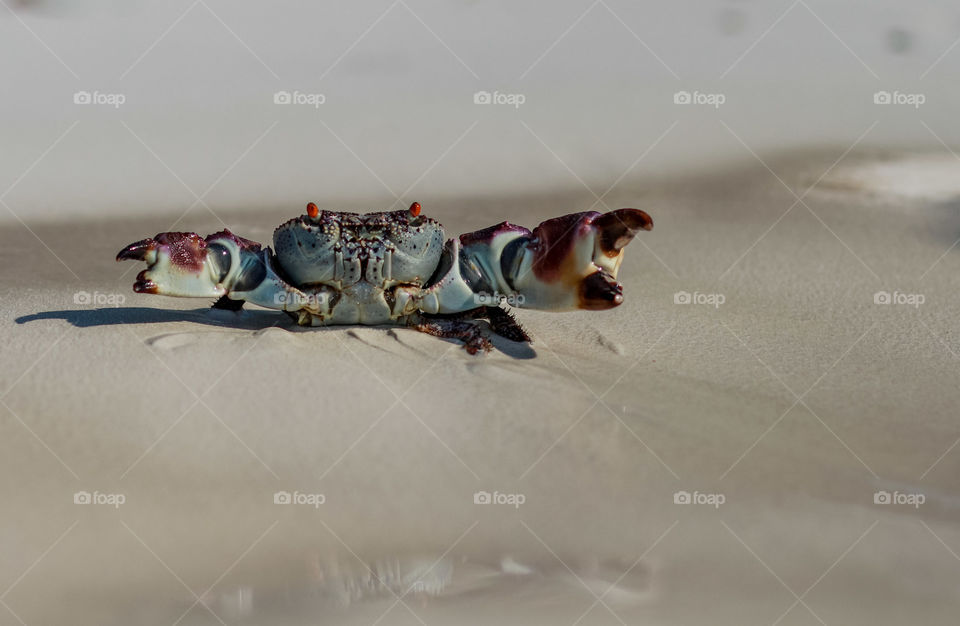 crab with broken appendages