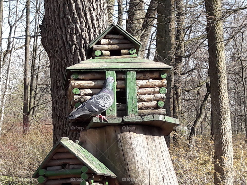 park spring time sun sunny colors colorful nature wild plants flowers amazing stunning cool nice weather hot lovely sky forest grass view splendid