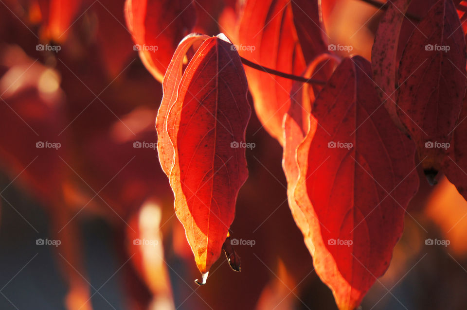 Leaf, Fall, No Person, Nature, Light