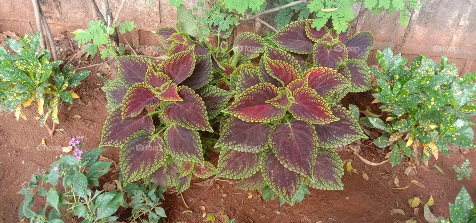 a beautiful plants 🌳☘️