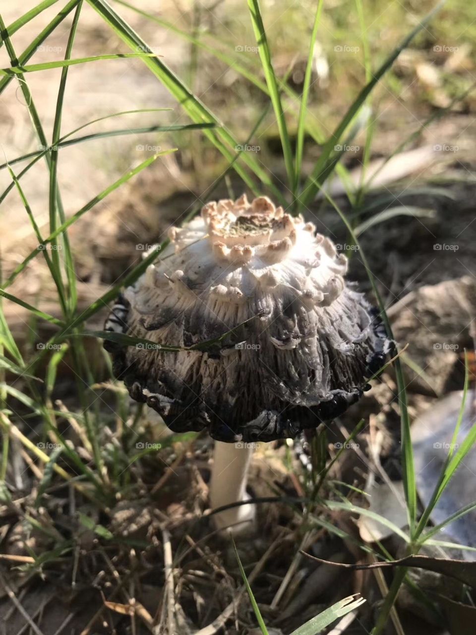 Nice Mystical mushroom 