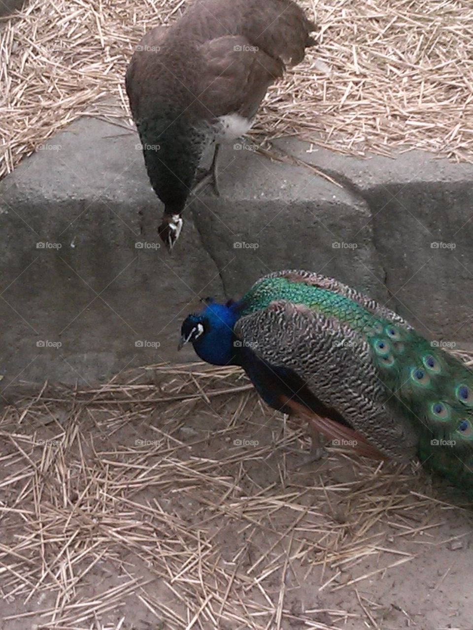2 peacocks kissing