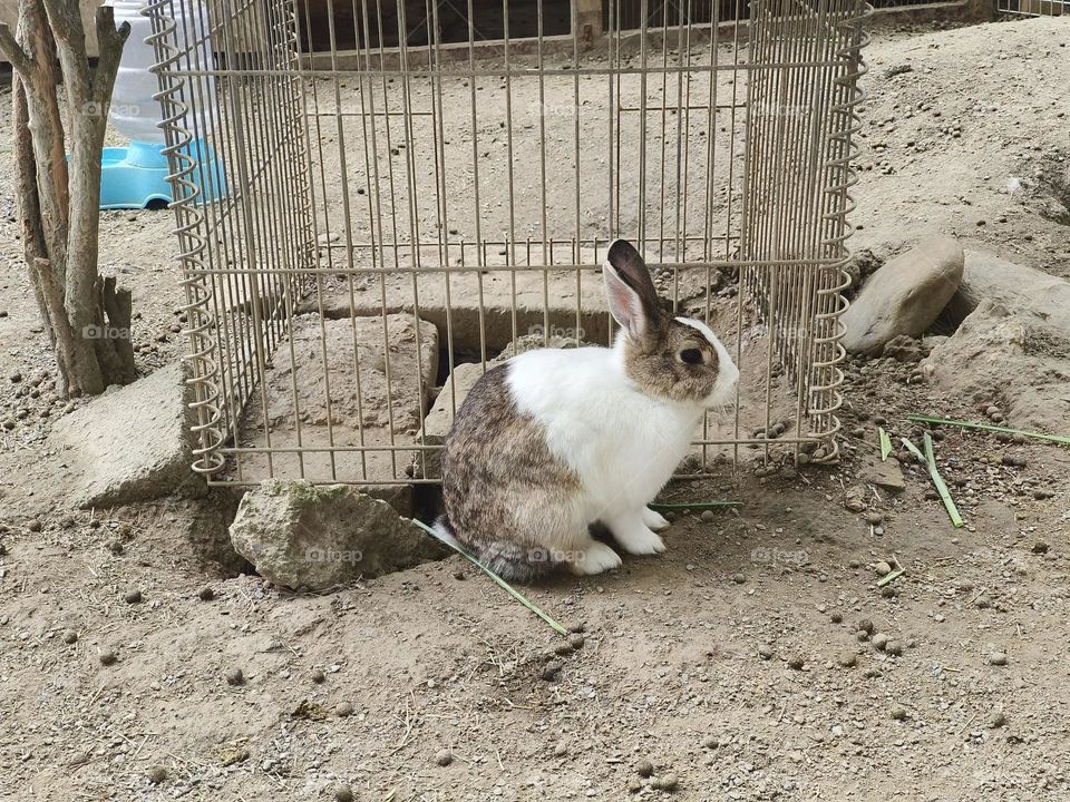 Rabbits at Chulu Ranch in Beinan Township