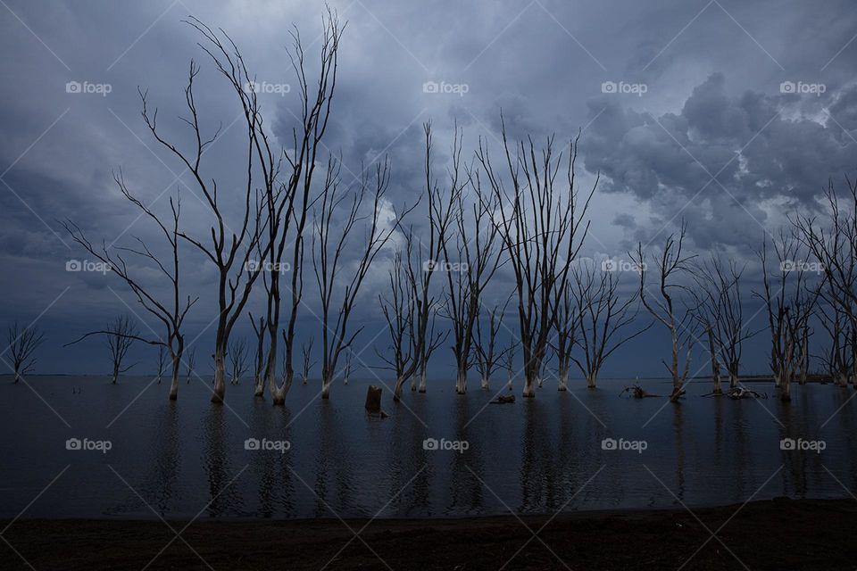 Dry trees in a flooded area 