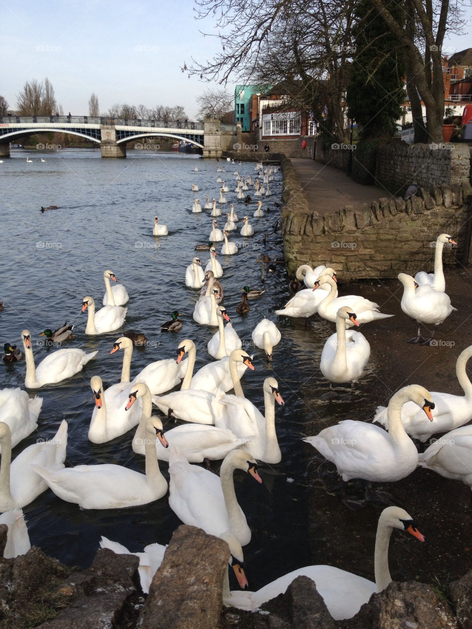 Swans on the thames in Windsor
