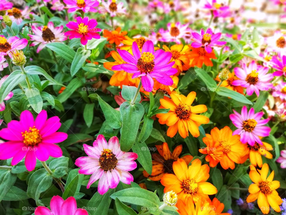 Lovely, colorful flowers in Bulgaria. Balchik. 2018. Summer. Pink, green and orange