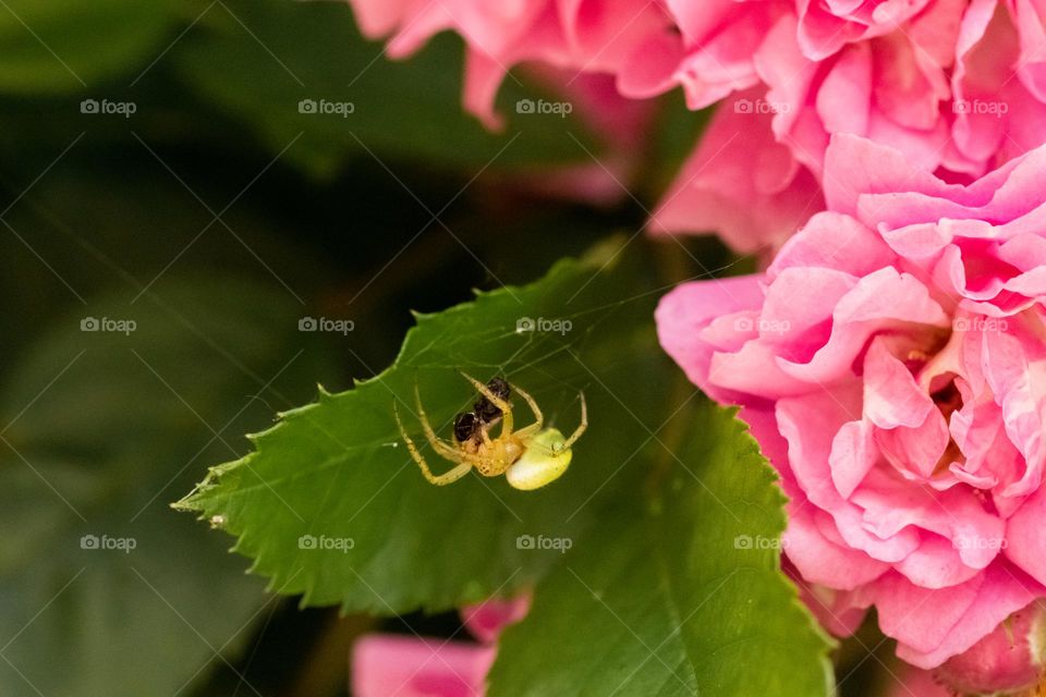 An yellow spider eating an ant , wildlife, gardening 