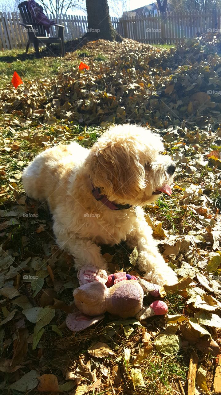 fall puppies