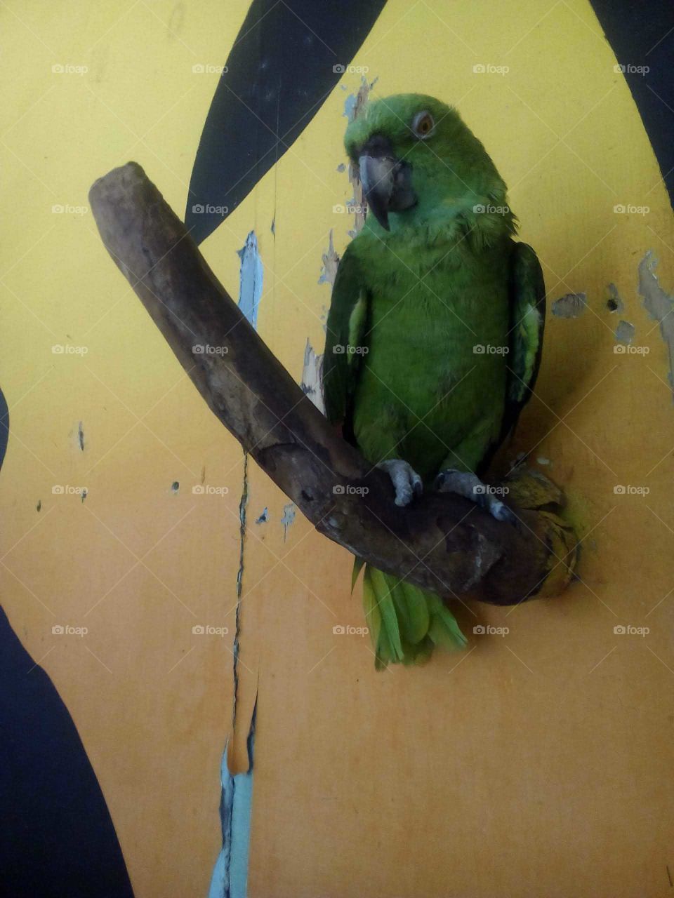 I love birds very much  I don't mind just sitting down an take them in they or one