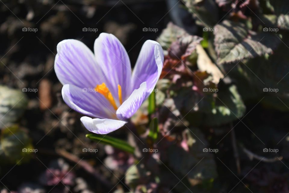 purple crocus spring flowers