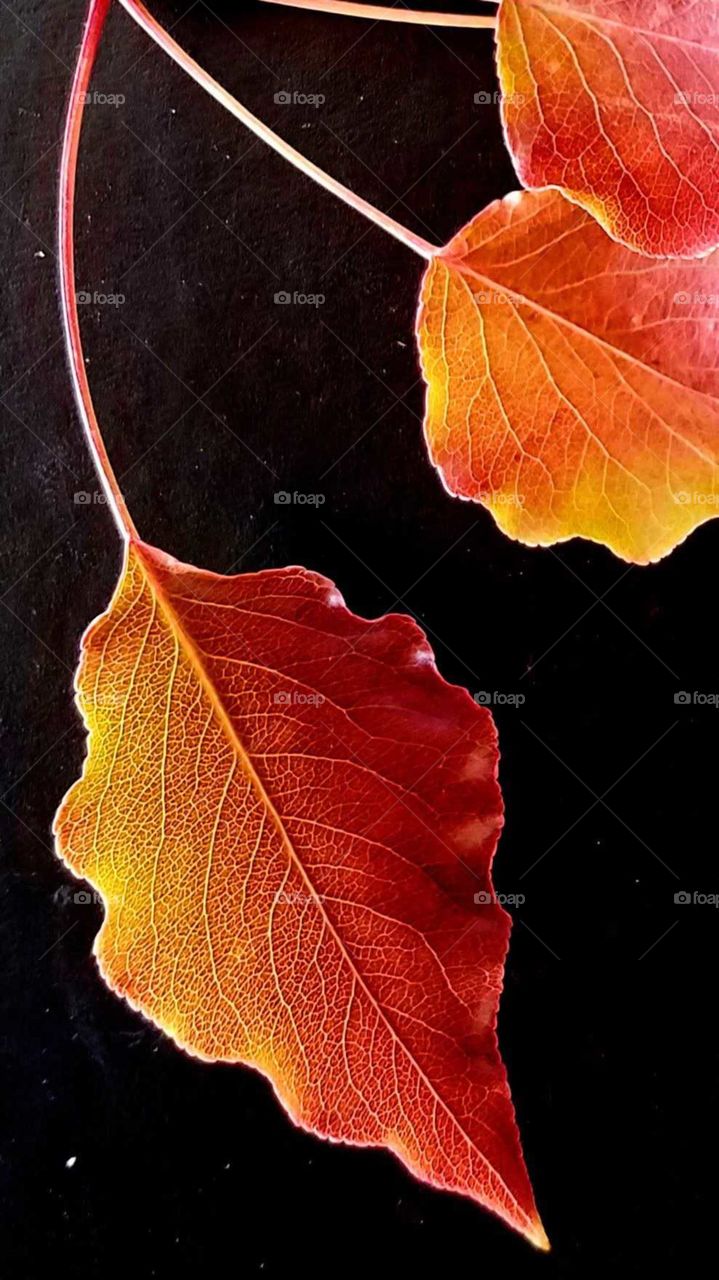 a close up of golden autumn leaves against a black background