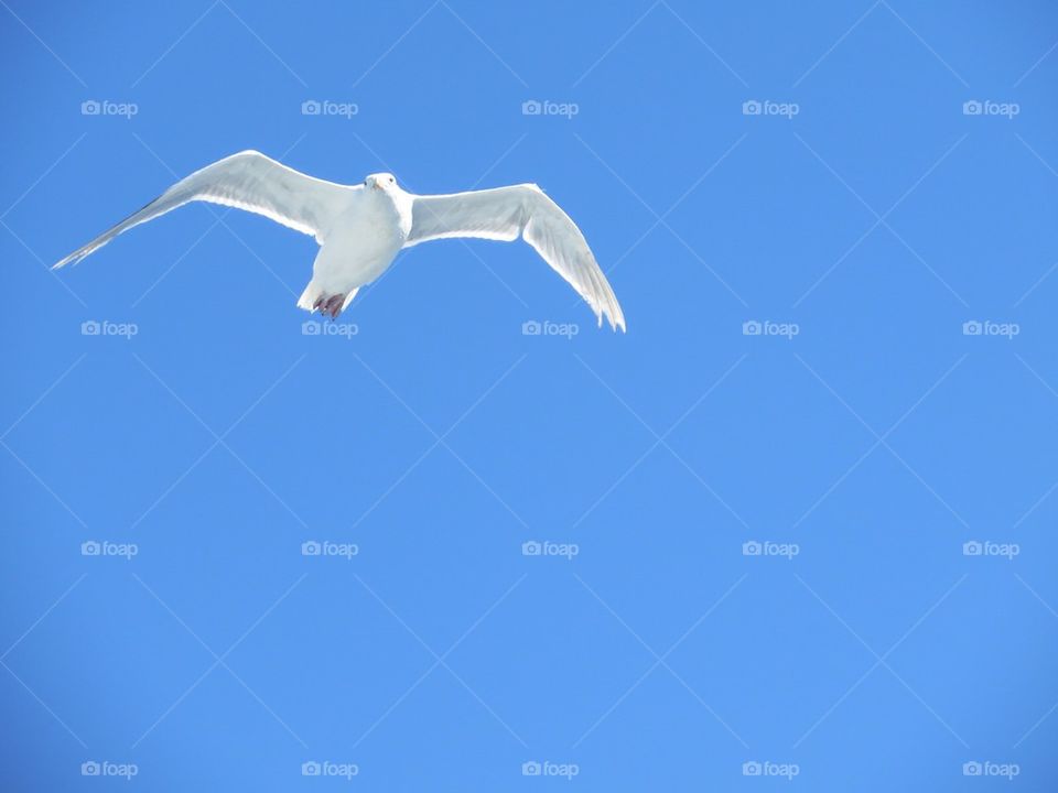 Seagull