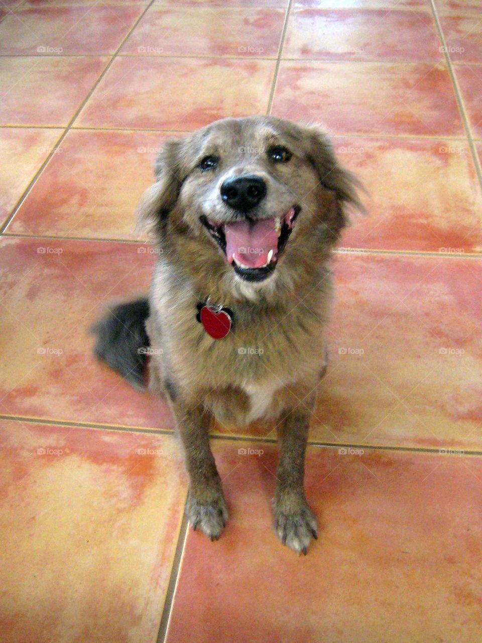 Puppy with mouth open