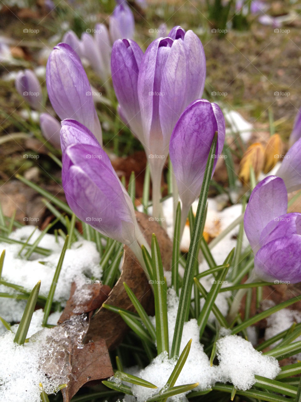 Frozen spring