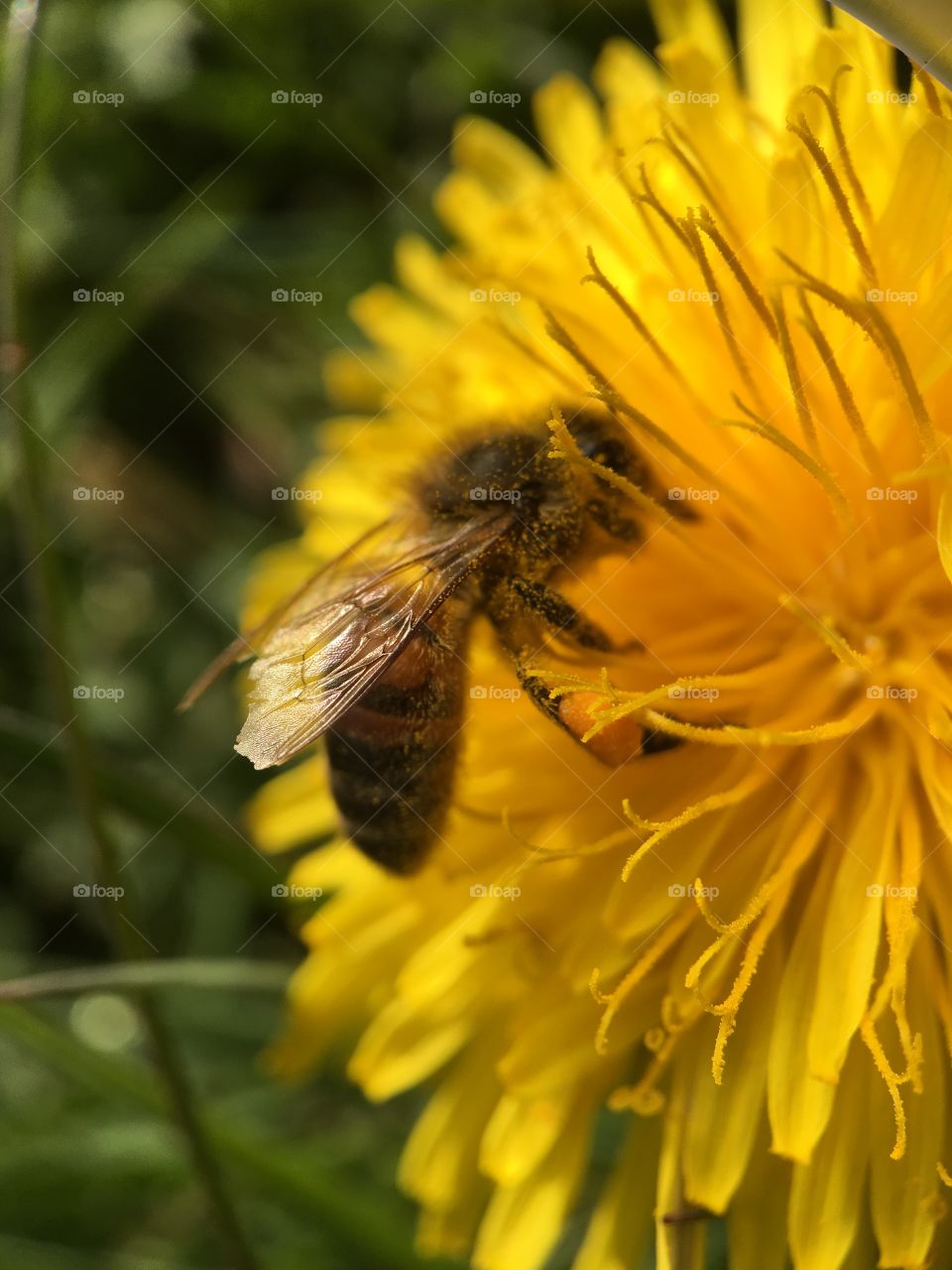 Pollen on a bee