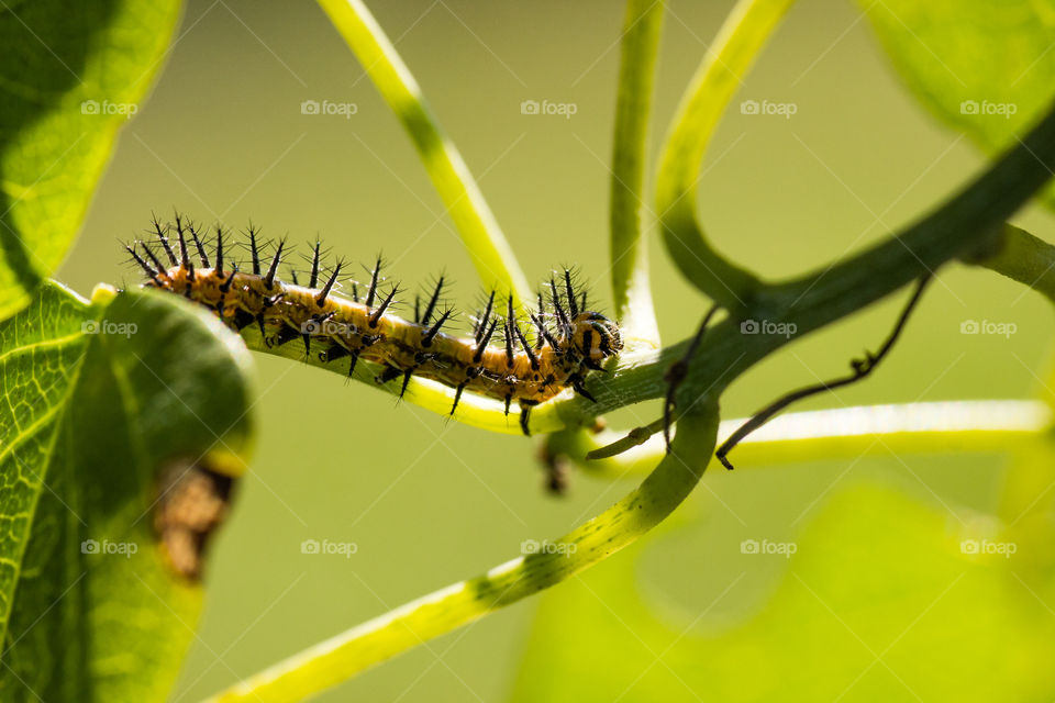 spiky haired caterpillar on a stem of a leaf