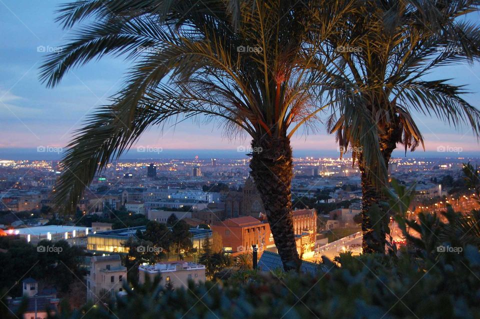 palm trees in Barcelona