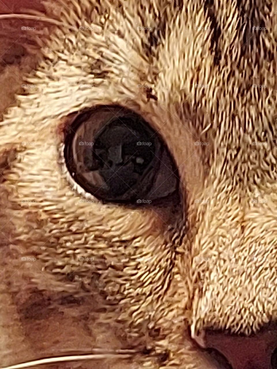 eye up close