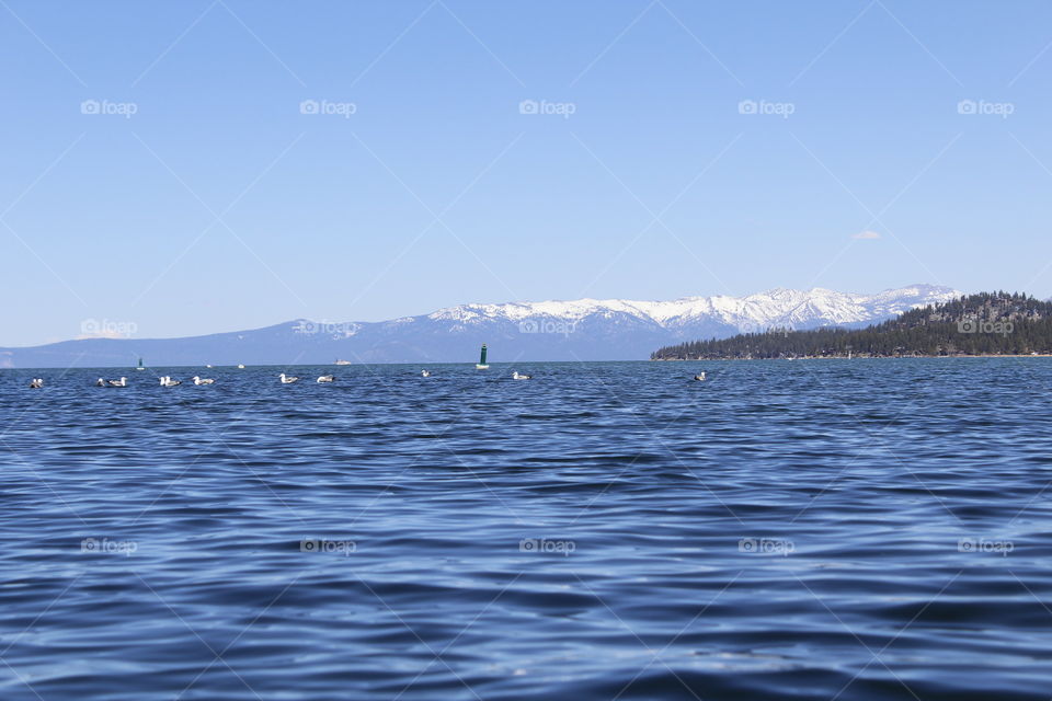 seagulls floating on the Blue Waters of Lake Tahoe.