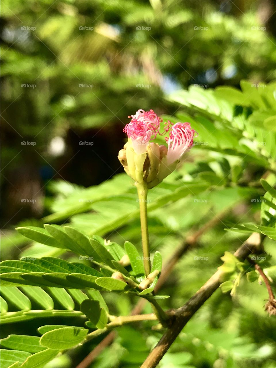 a flower bud opening for spring