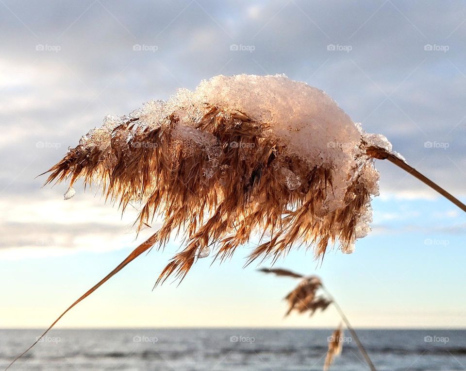 Winter season ❄️ White and blue 🤍💙 Nature ❄️