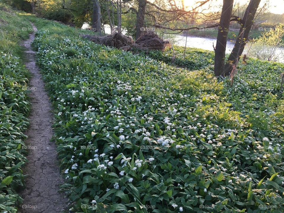 Wild garlic in flower .... riverbank awake with Spring flowers 