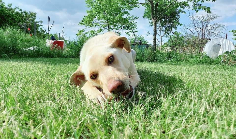 dog on the grass