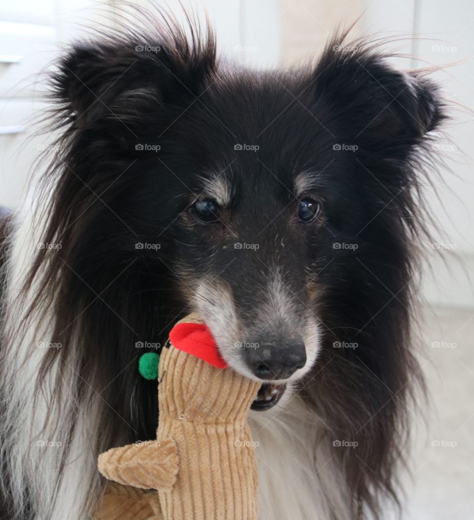 My mum's 12 year old Sherrie still loves to play ball; always with a toy in his mouth. His name is Whisky and he may have slowed down but he keeps going