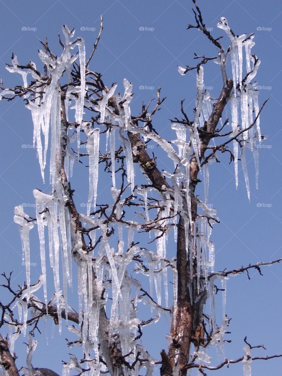 Ice Tree
