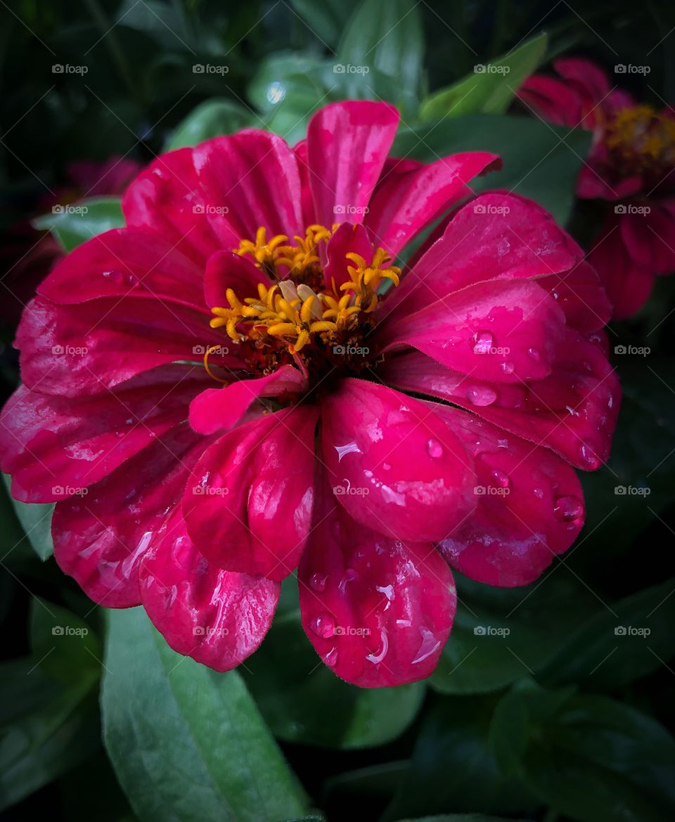 Zinnia freshly watered