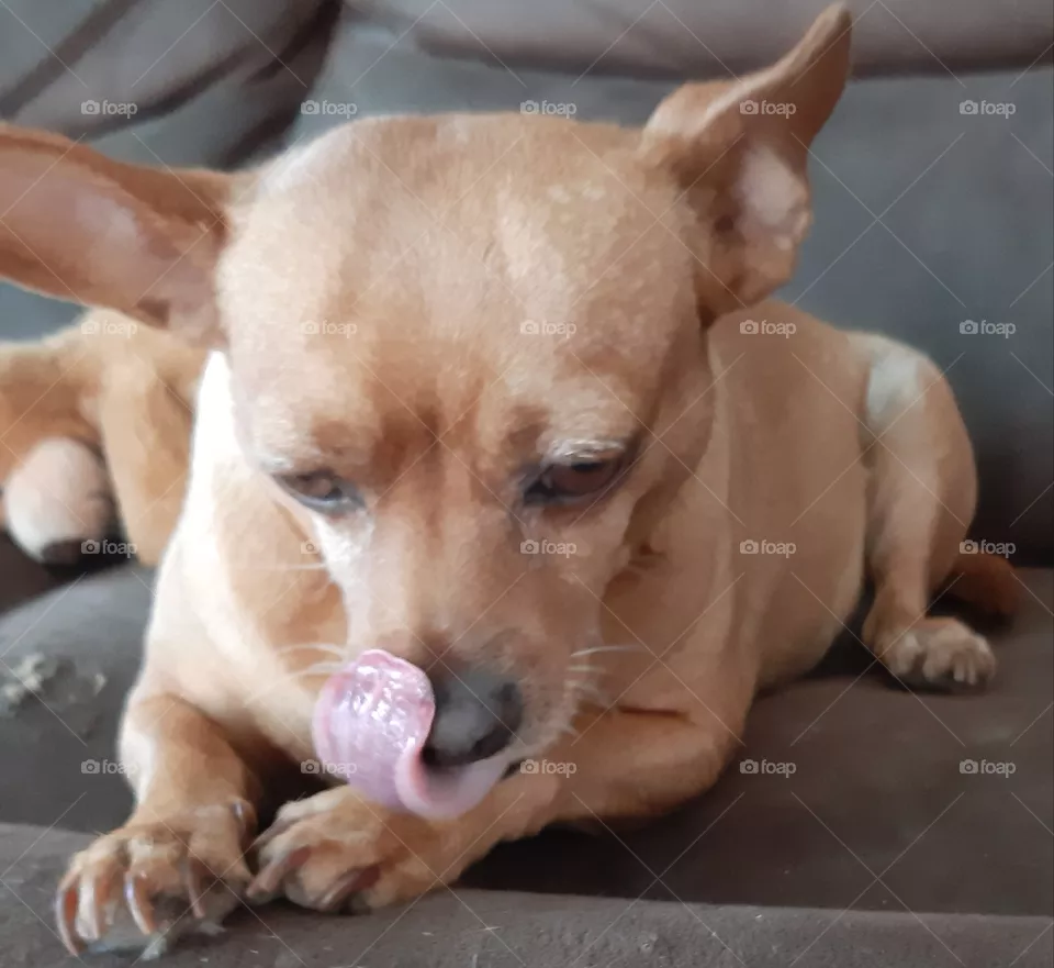 hungry dog