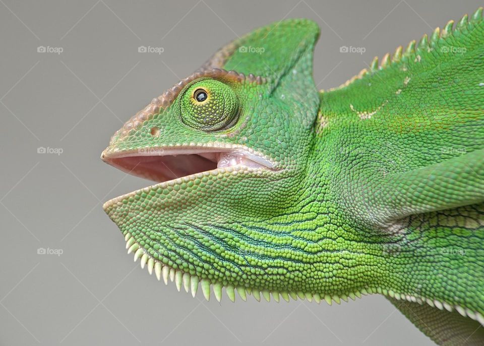 Green Lizard Chameleon