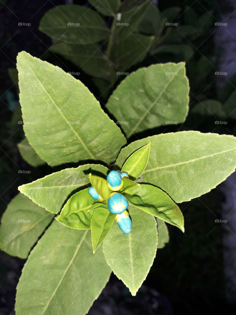 The tiny blue flower