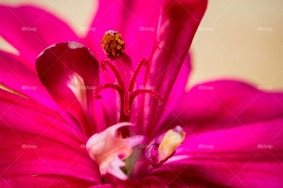 Pink macro image of flower stem close up