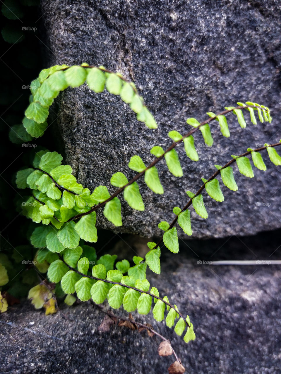 wall plant