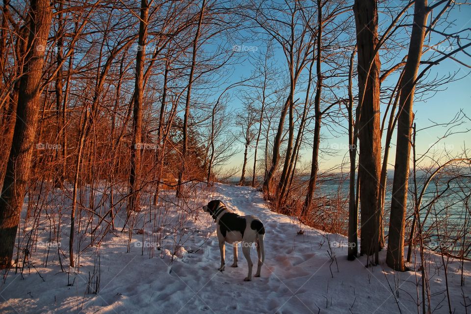 Dog standing in snow