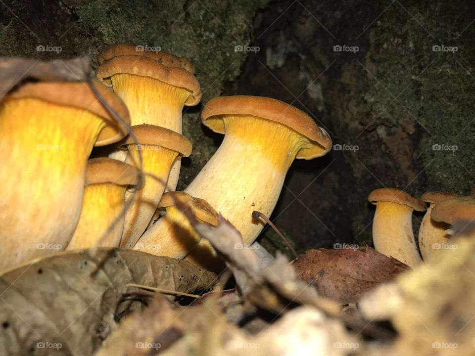 Jack-O-Lantern mushroom 