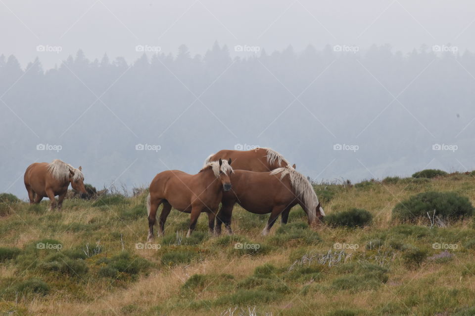 Wild horses in wild land