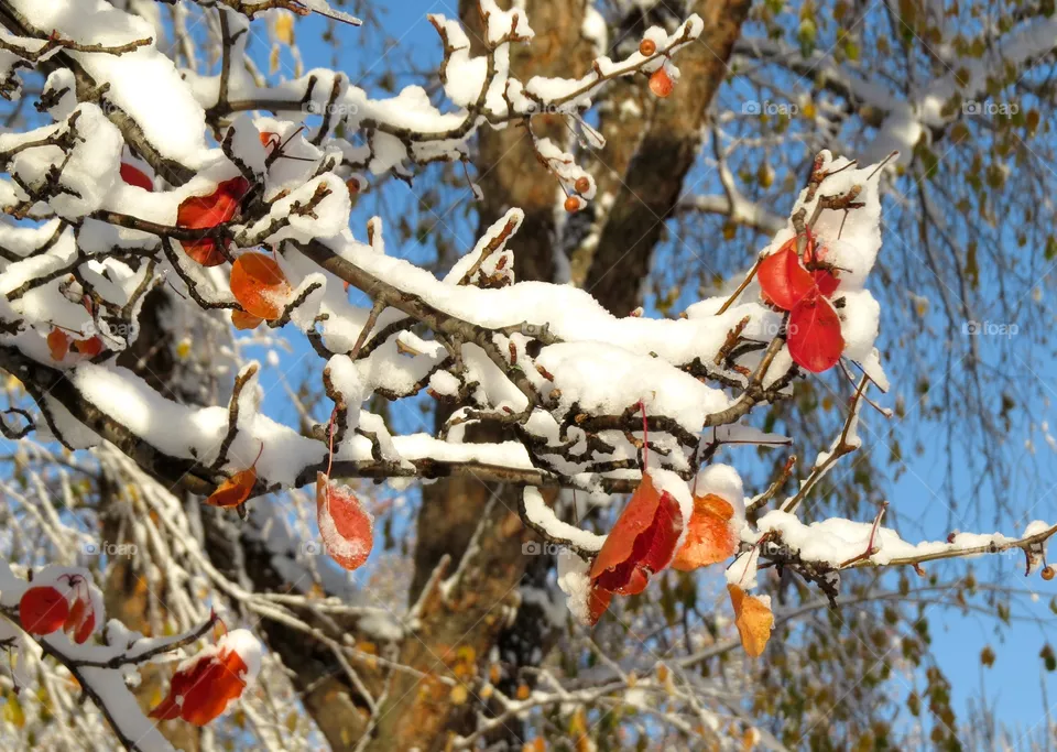 winter