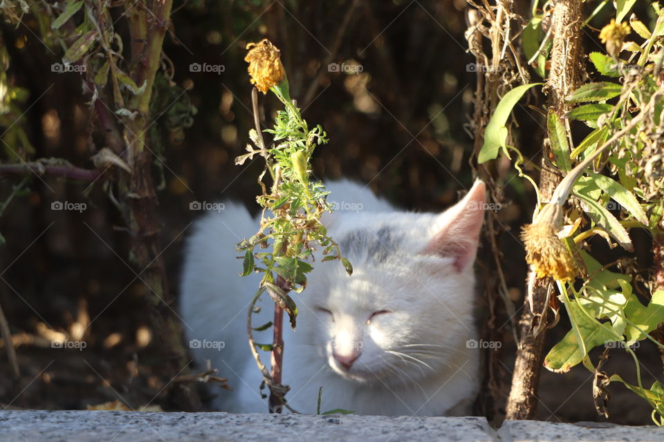 Lazy cat found on street, China
