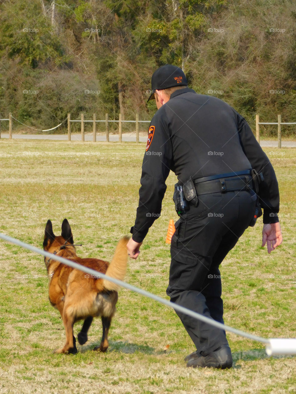 K-9 dogs and their handlers demonstrate real life training for their annual certification! 