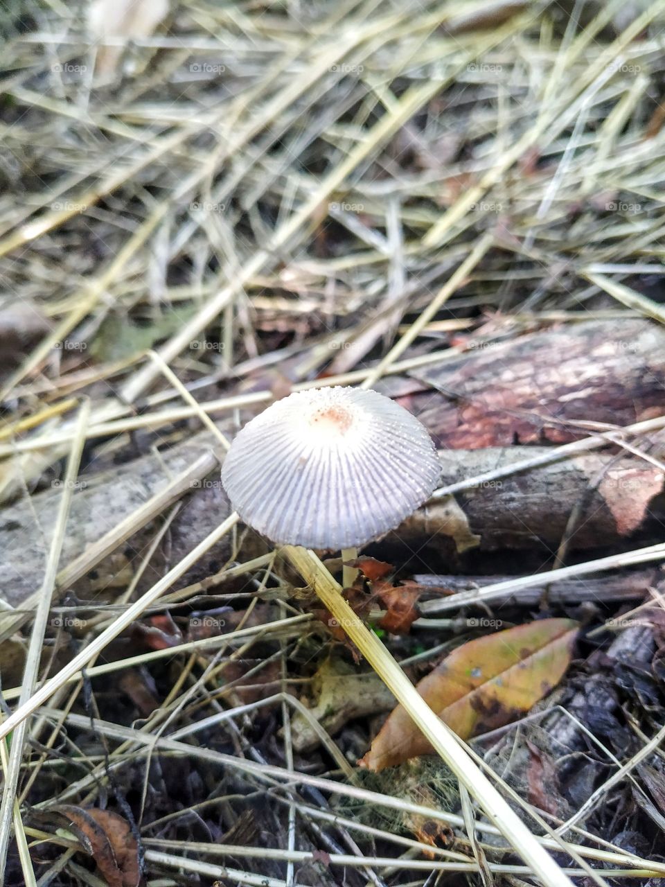 A mushroom like a shell