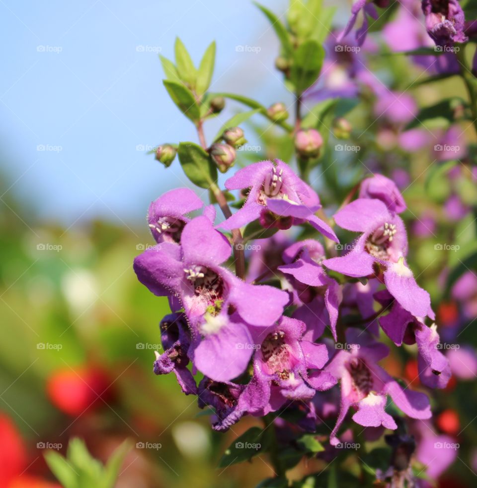 Purple flowers next to the pool on a sunny day