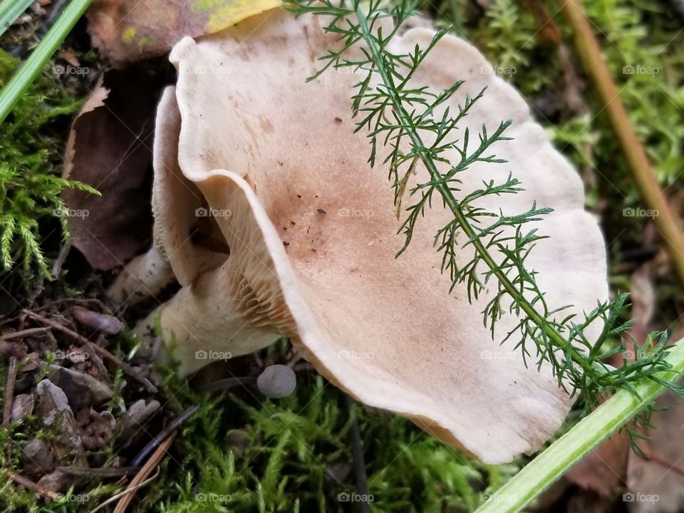 yarrow over mushroom