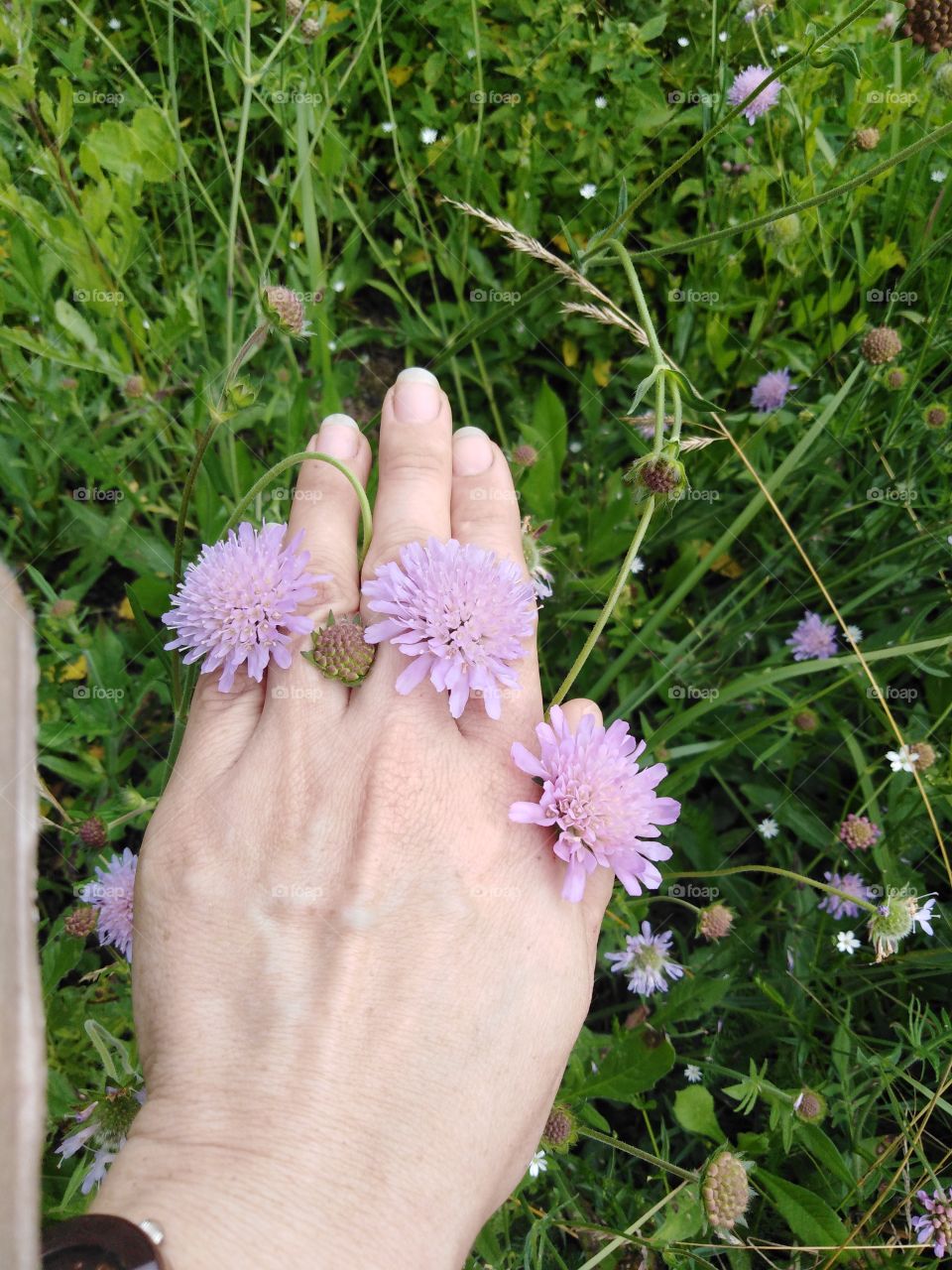 Полевые цветы