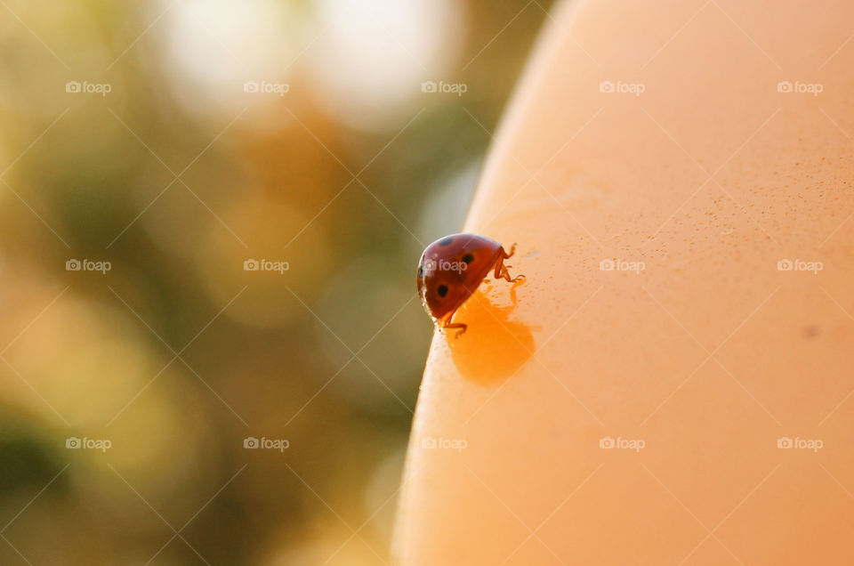 ladybugat the park