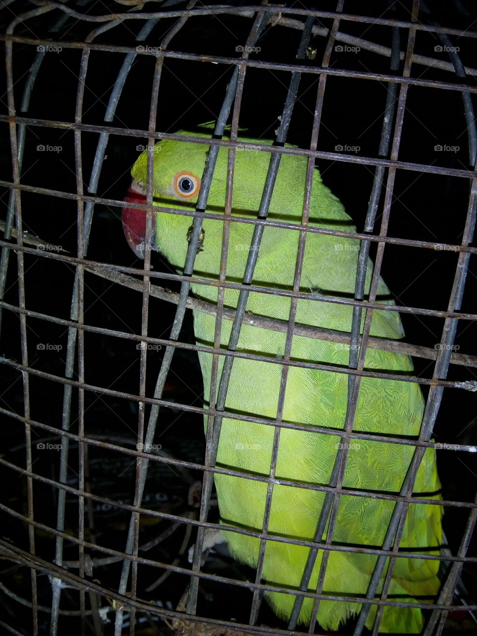 My sweet parrot
